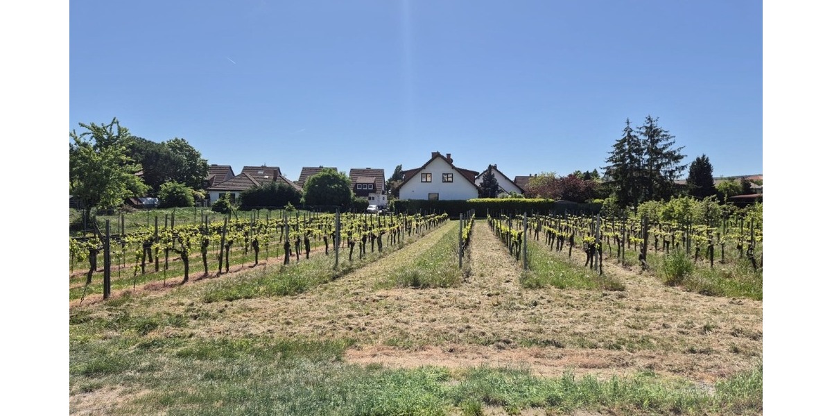 Blick in den Weinberg